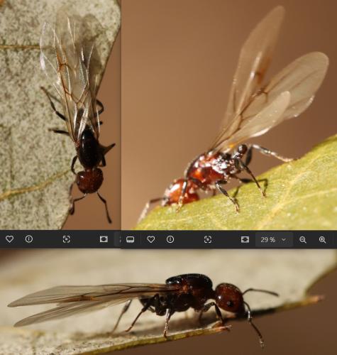 Réf. 352 549 : Crematogaster scutellaris